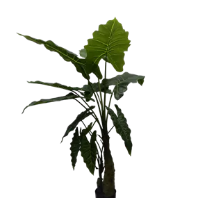 Alocasia im Kunststofftopf