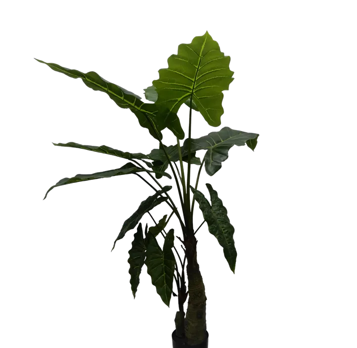 Alocasia im Kunststofftopf