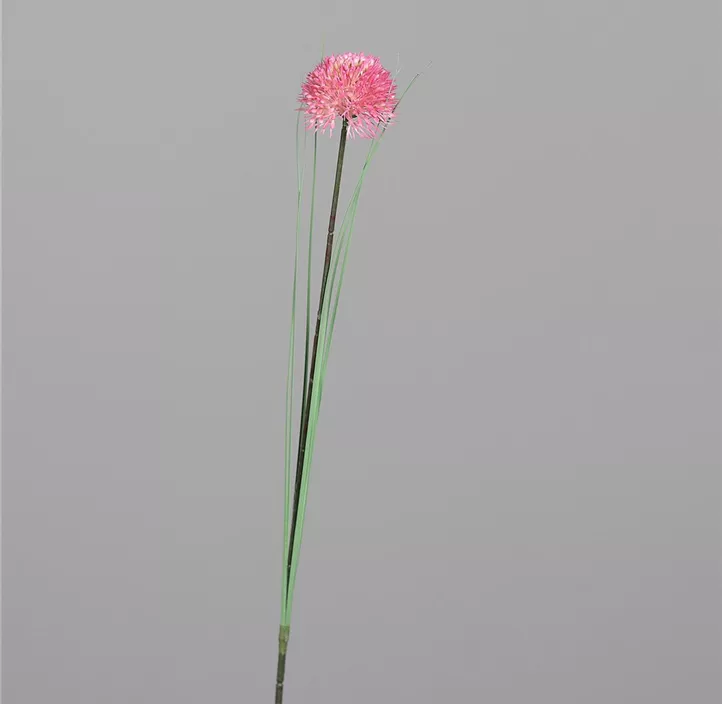 Allium mit Gras