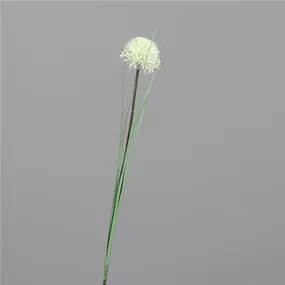 Allium mit Gras
