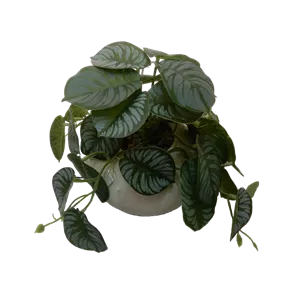 Calathea Ranke im Keramiktopf