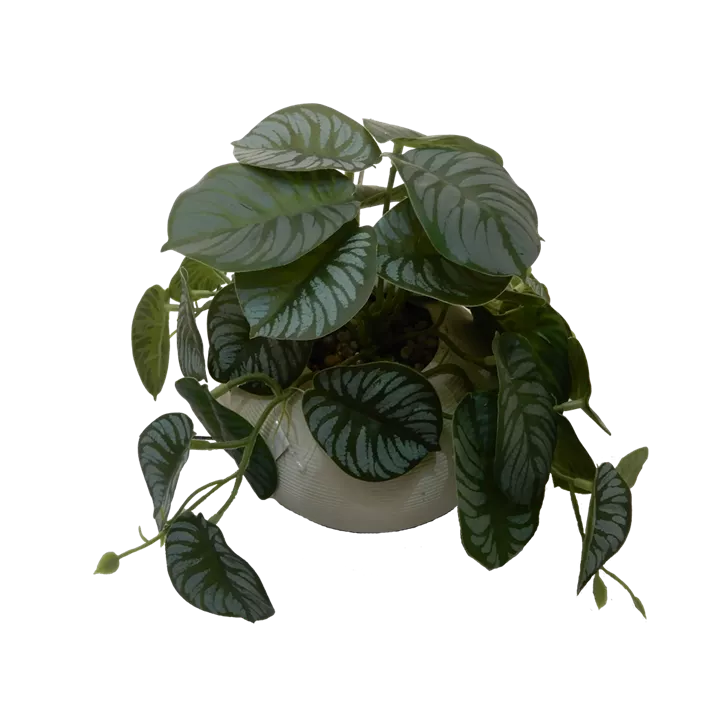 Calathea Ranke im Keramiktopf