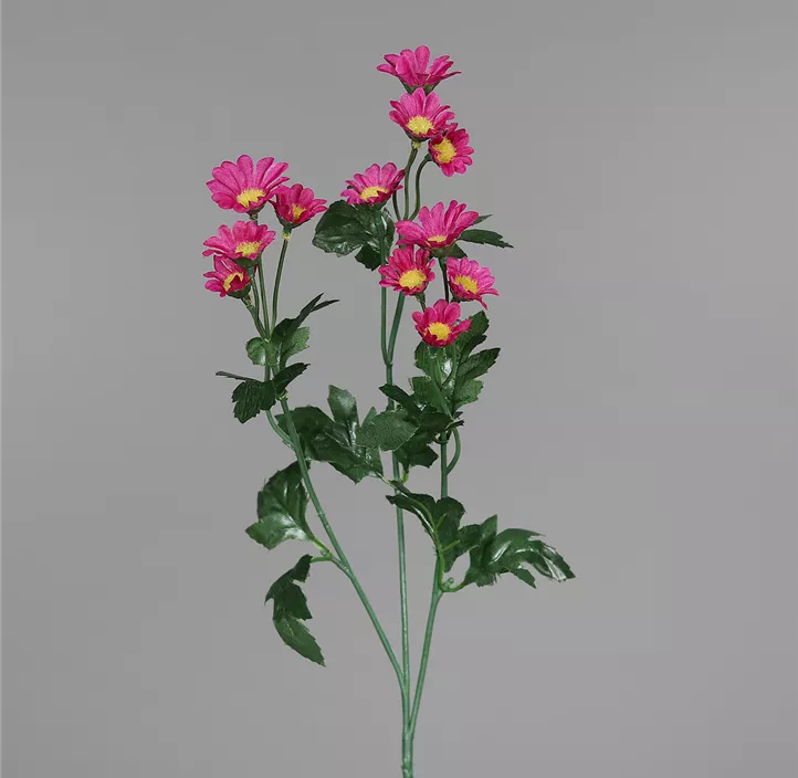 Chrysantheme Santini