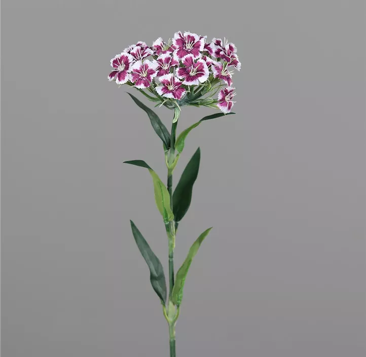 Dianthus / Nelke