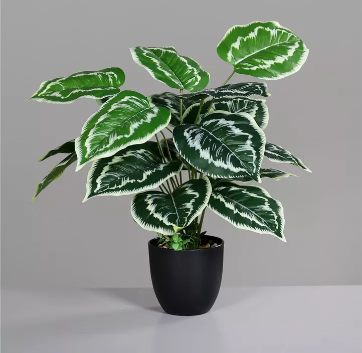 Dieffenbachia im Kunststofftopf