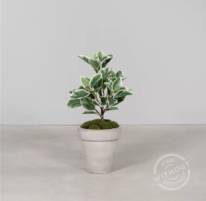 Ficus Baum im Kunststofftopf