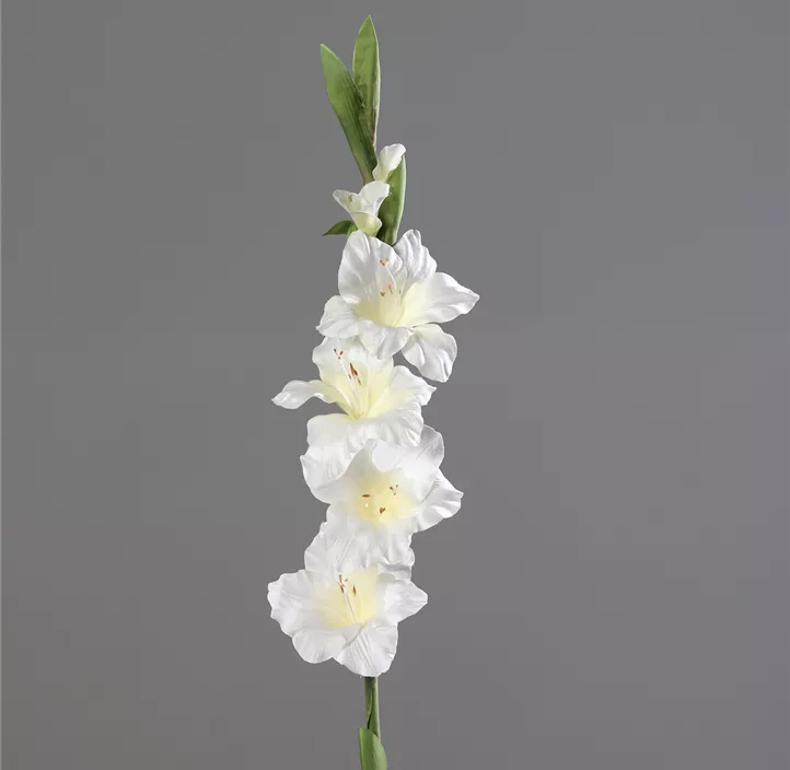 Gladiole