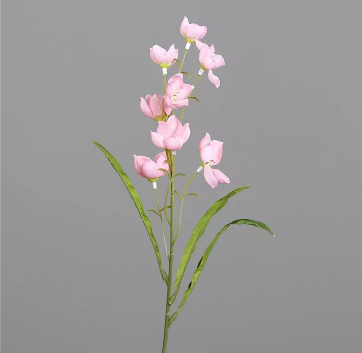 Glockenblume