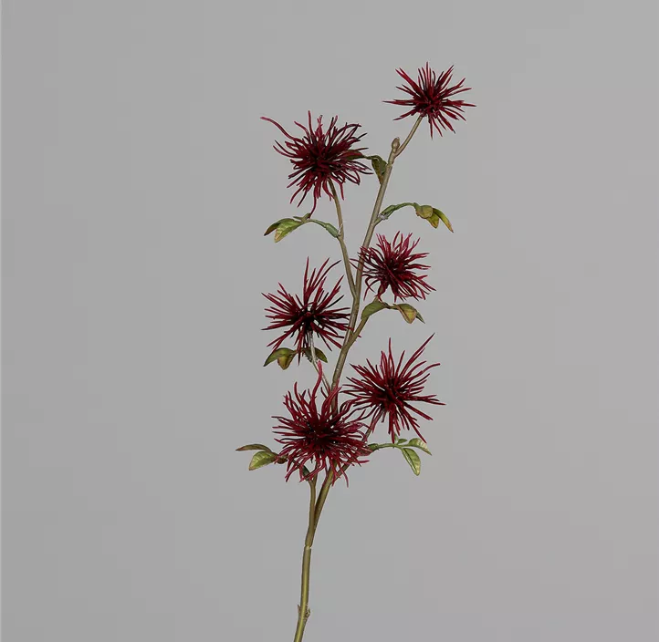 Hamamelis Pick