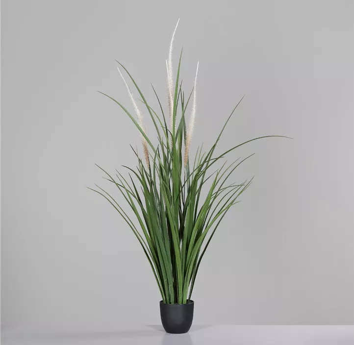 Gras mit Fruchstand im Kunststofftopf