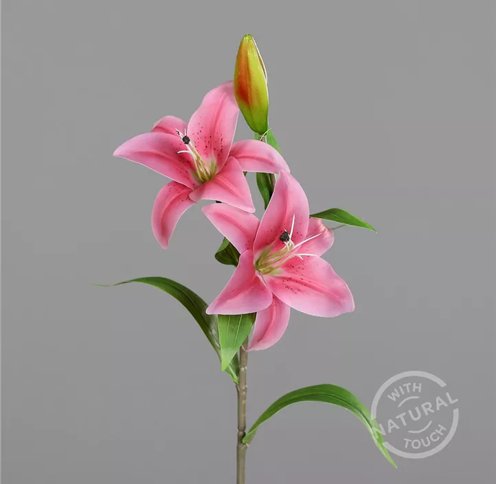Lilie mit zwei Blüten