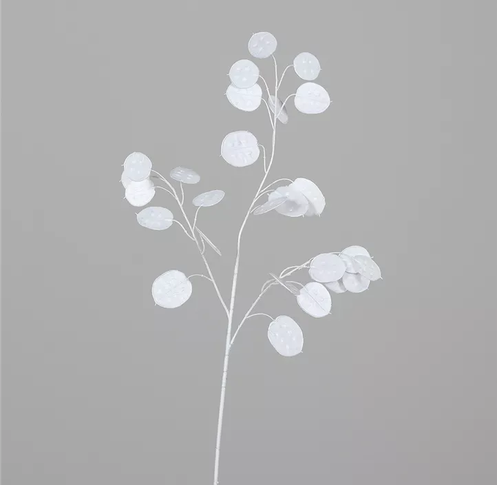 Lunaria Zweig