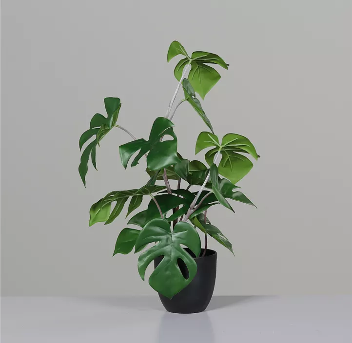 Monstera im Topf