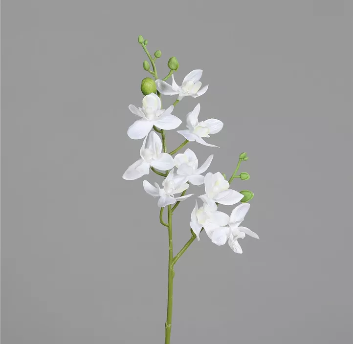 Mini-Orchidee Phalaenopsis