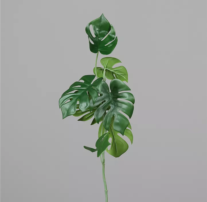 Monstera