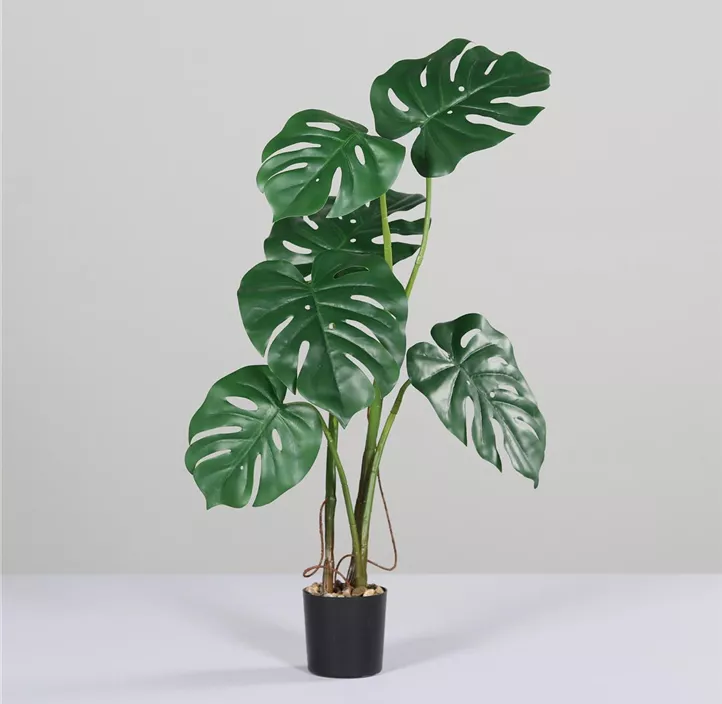 Monstera im Kunststofftopf