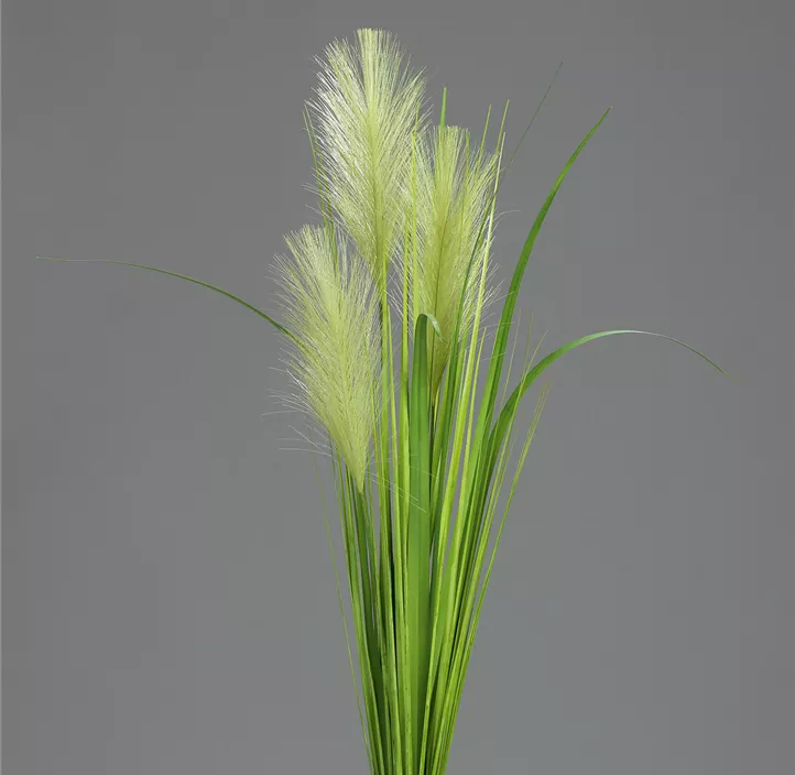 Palmgras Busch
