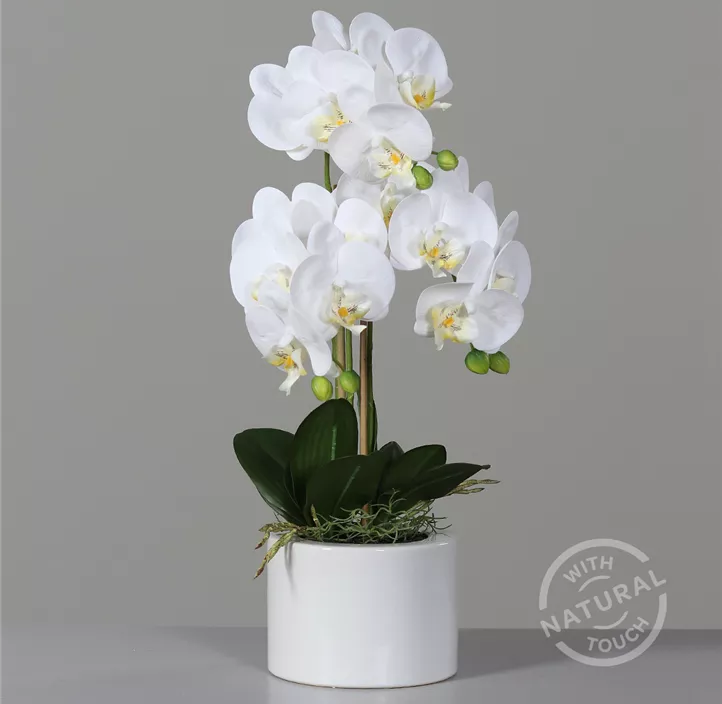 Orchidee im Keramiktopf