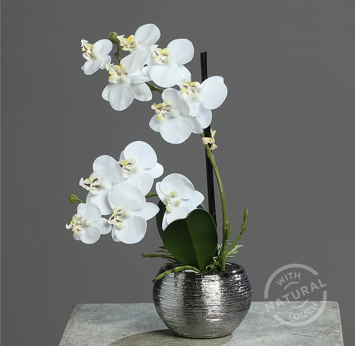 Orchidee Phalaenopsis fresh