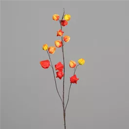 Physalis Zweig