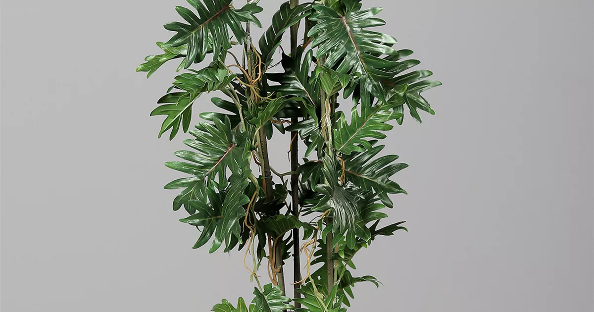 philodendron imperial gold Philodendron Imperial Gold  homesupplies.ae