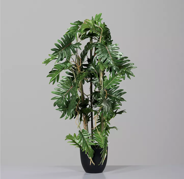Philodendron Ranke im Kunststofftopf
