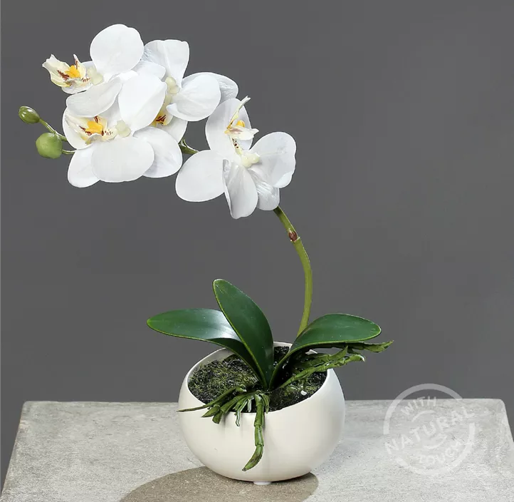 Phalaenopsis in Keramikschale