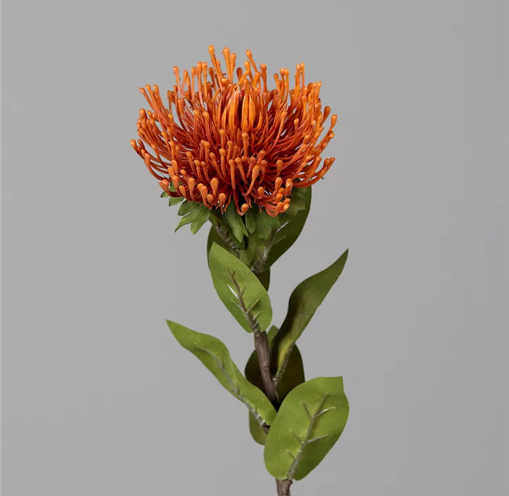 Protea, orange
