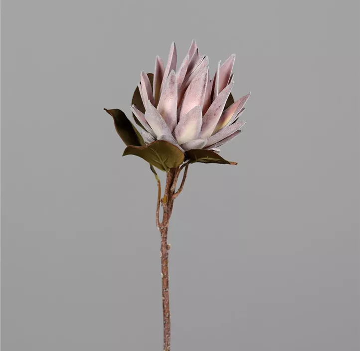 Protea, hellpink