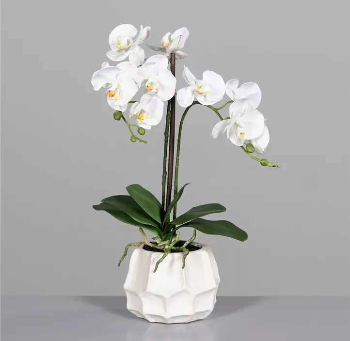 Phalaenopsis in Keramiktopf