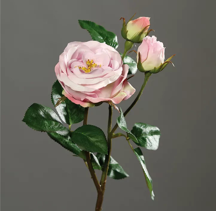 Rose mit Knospe