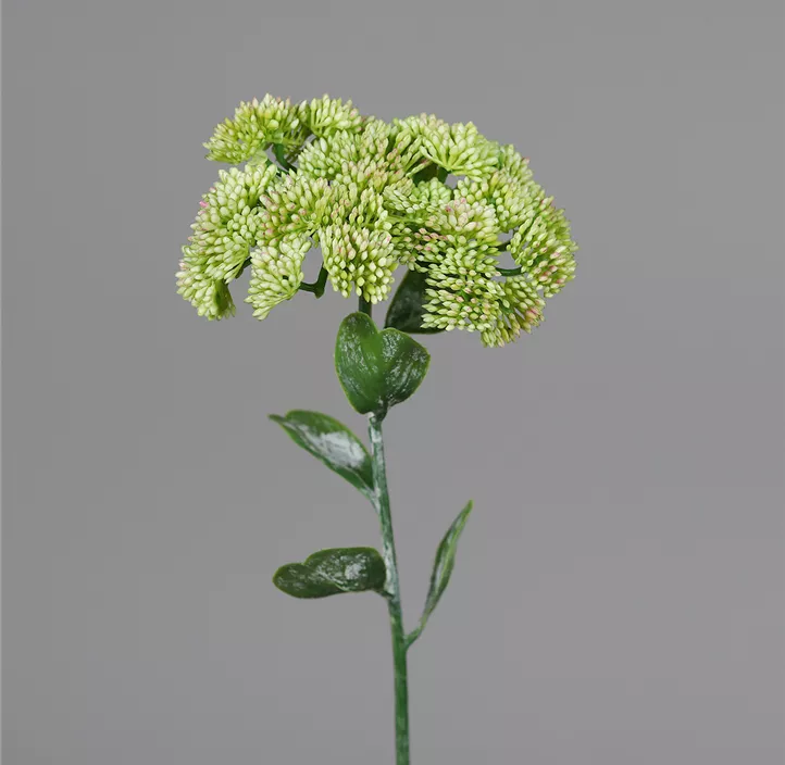 Sedum / Fetthenne