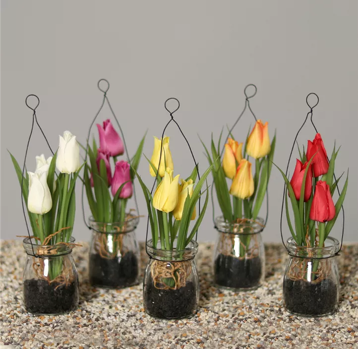 Tulpe im Hängeglas