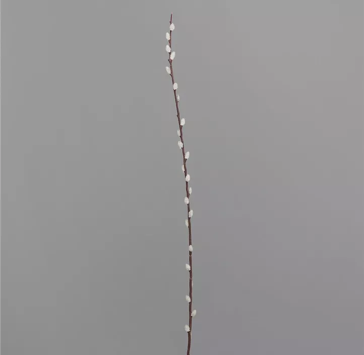 Weidenkätzchenstiel