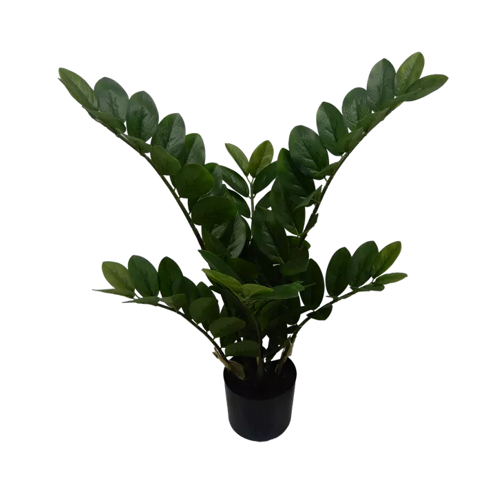 Zamioculcas im Kunststofftopf