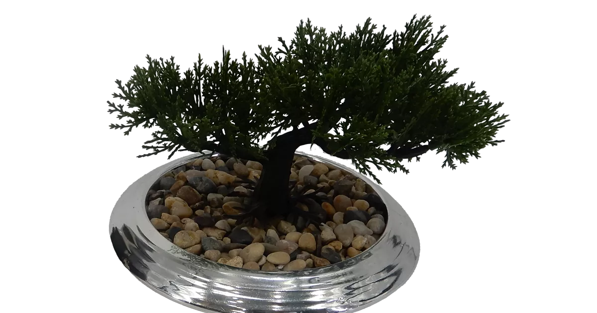 Zedern-Bonsai in Keramikschale - Bellaflora