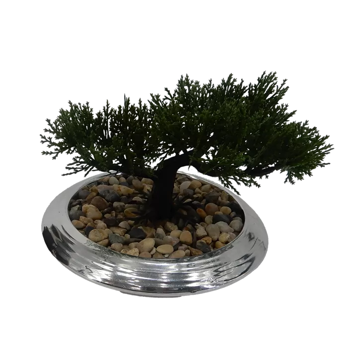 Zedern-Bonsai in Keramikschale