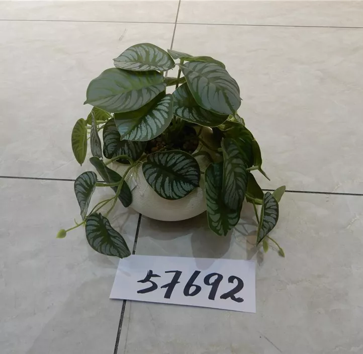 Calathea Ranke im Keramiktopf