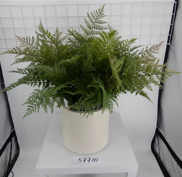 Farn Arrangement im Topf
