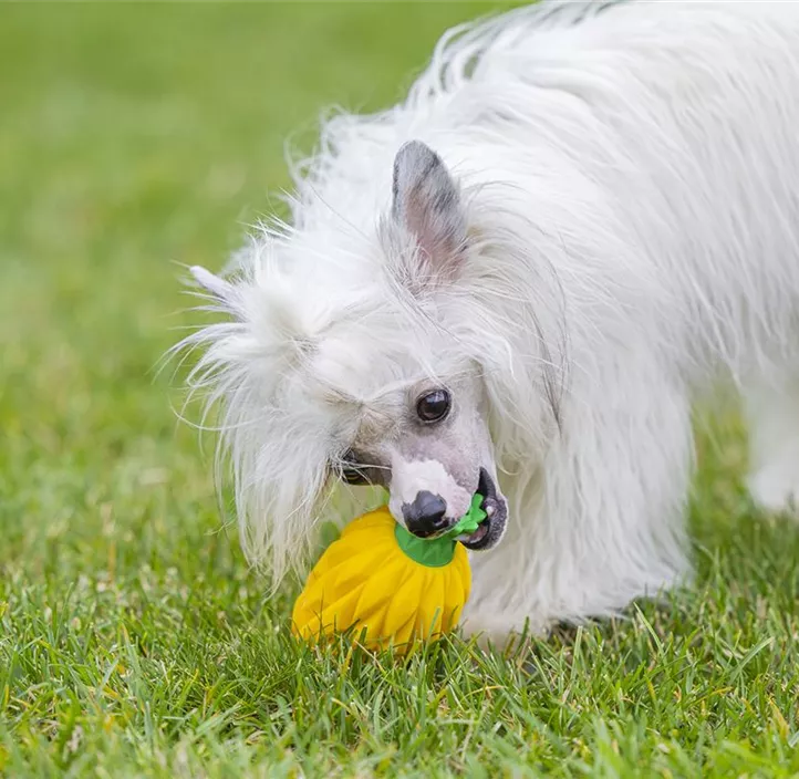 Hunde-Schleckmatte