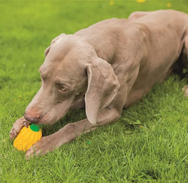 Hunde-Schleckmatte