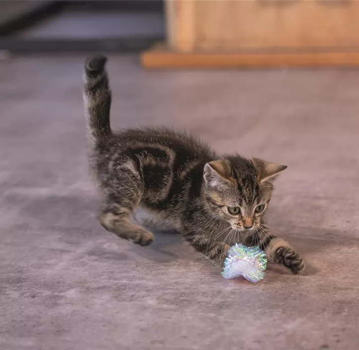 Knisterbälle Kitten