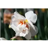 bellaflora Gartencenter GmbH