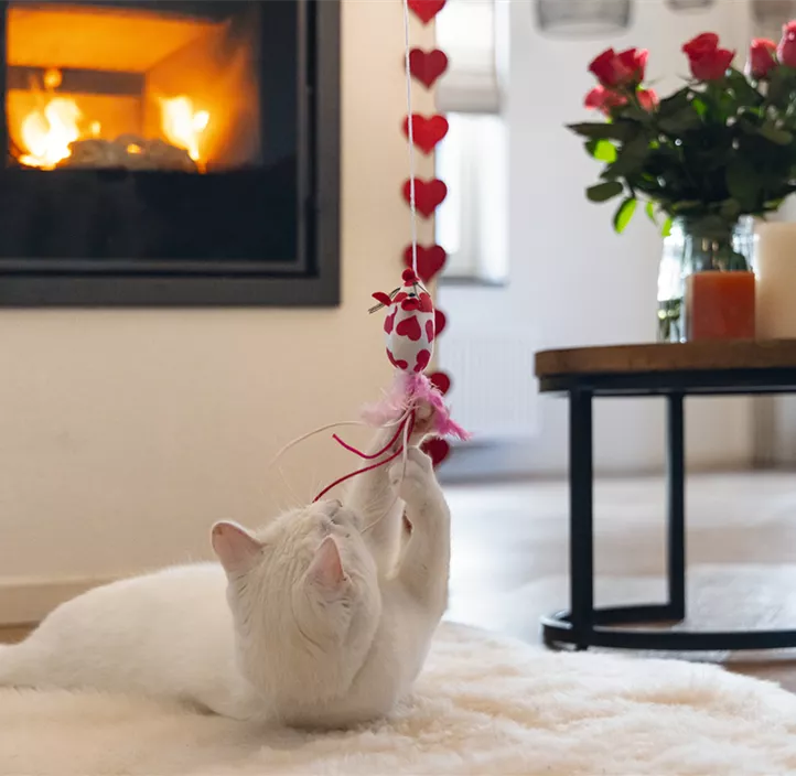 Katzenangel Valentine