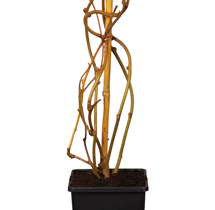 Kiwi 'Solo' Kiwi 'Solo'