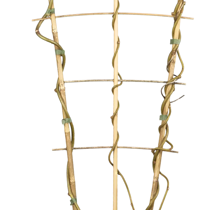 Kiwi 'Solo' Kiwi 'Solo'