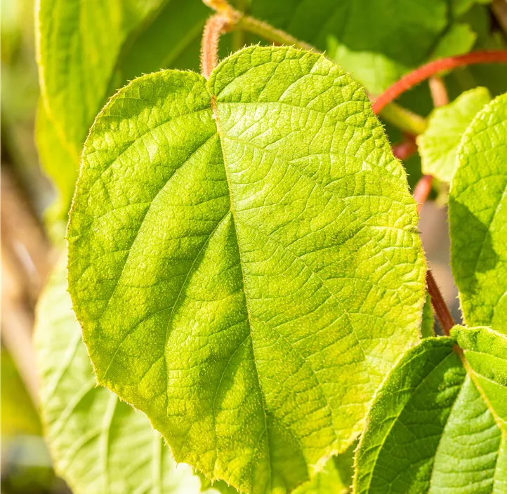 Kiwi 'Solo' Kiwi 'Solo'