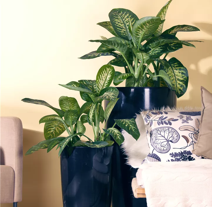 Dieffenbachia