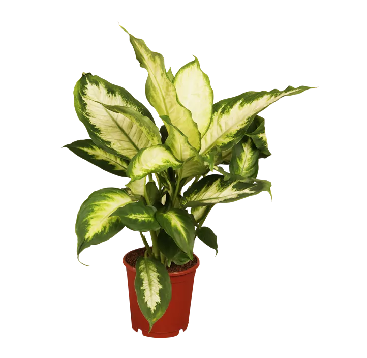 Dieffenbachia