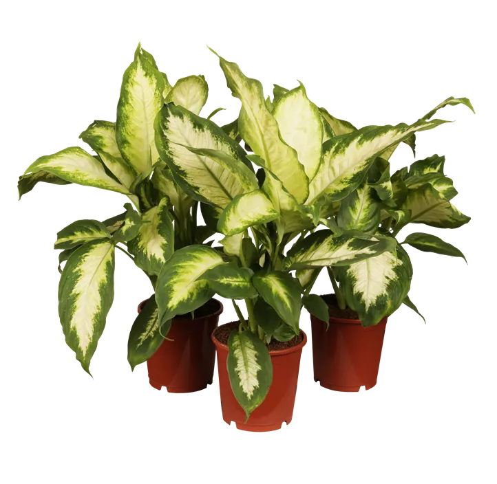 Dieffenbachia